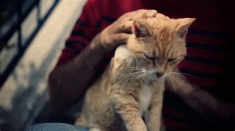 Your cat has many of the same emotions as you do. Cat Stroke GIF by erpetem - Find & Share on GIPHY