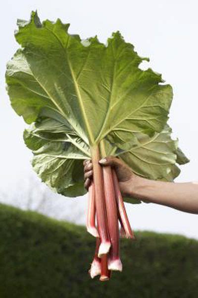 3, 4, 5, 6 (perennial), 7, 8, 9, 10 (annual) soil: Rhubarb Care & Maintenance | Rhubarb plants, Fall ...