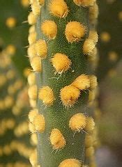 The skin of the fruit is covered in tiny needles (called glochids). Cactus - Wikipedia