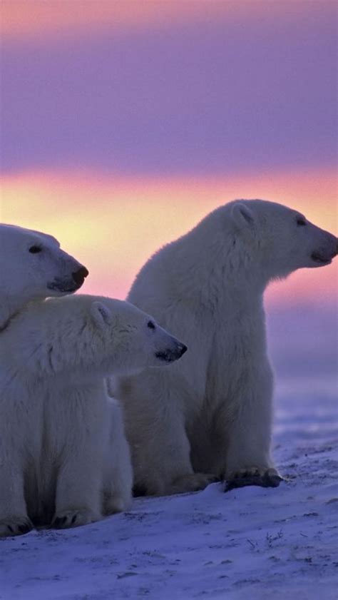 Il a ajouté une image d'ours polaire sur une image de plage. L'ours polaire en 44 photographies uniques - Archzine.fr