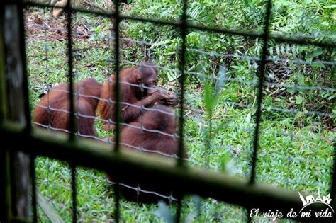 Providing veterinary care for abandoned orang utan infants. El Viaje de mi Vida