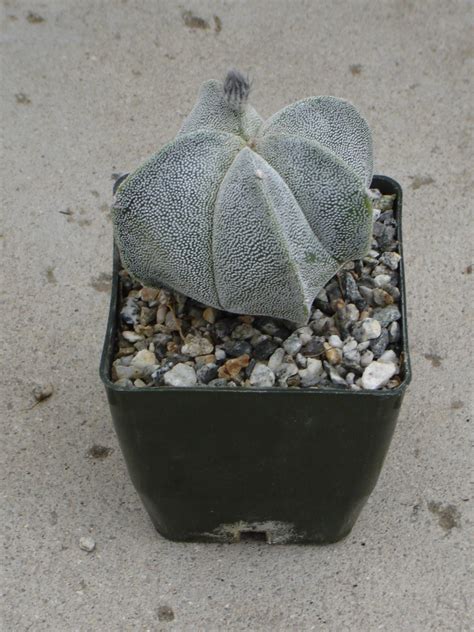 Slicing open bishops cap (astrophytum myriostigma). diary - April 2007