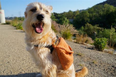 Dog backpack dogs harness vest puppy clothes small dog | etsy. 13 DIY Dog Travel Accessories To Make Your Next Outing Effortless - BarkPost