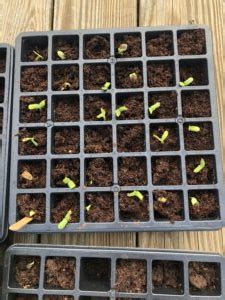 For your convenience, there is a search service on the main page of the site that. Planting Sunflowers | North Carolina Cooperative Extension