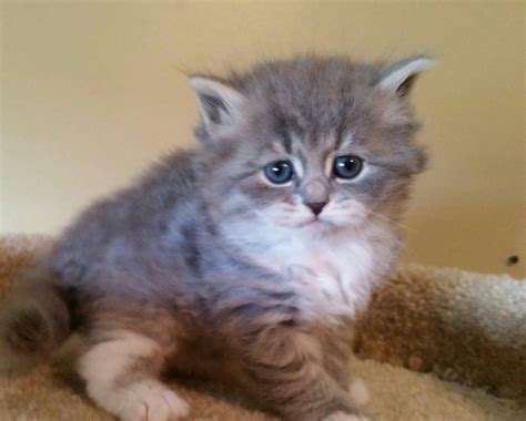 Here on this page you can see the geography of graduates of my cattery, as well as kittens available for sale now Siberian Kittens For Sale Near Me