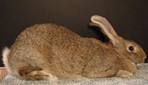 Pembahasan Lengkap Mengenai Jenis Kelinci FG (Flemish Giant)