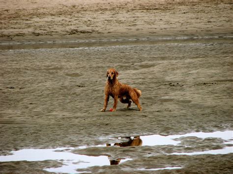 (ap) — a golden retriever who had been missing for two weeks was rescued tuesday from a bay in new jersey. Bay Area Responds to GGNRA Dog-Leash Proposal | KQED