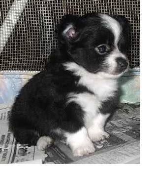 What problems do chihuahuas have? Long coat chihuahua puppy in black and white.PNG (3 comments)