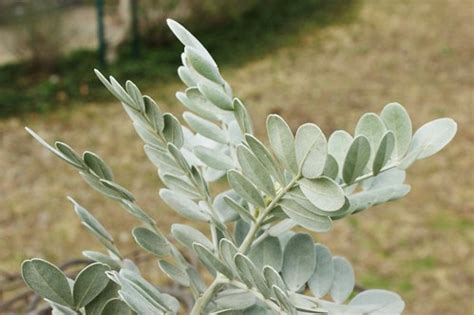 Also, texas mountain laurel can be attacked by the genista caterpillar. Sophora secundiflora 'Silver Peso' (Texas Mountain Laurel ...