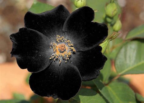 These near black roses are truly beautiful in the rose bed, too, i might add. Beauty of Black Flowers - XciteFun.net