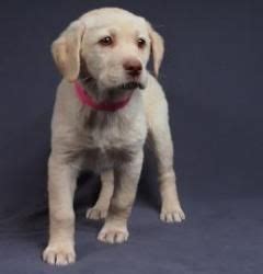 Interested in finding out more about the labrador retriever? Amber is an adoptable Labrador Retriever Dog in Colorado ...