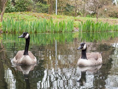 Und zwar von privatpersonen, firmen oder auch vereinen. Japanischer Garten Leverkusen | Japanischer garten ...