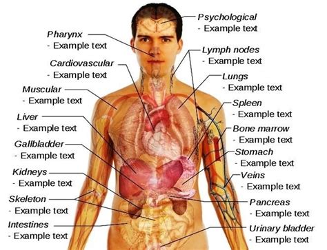 (spanish version) the human spine anatomy chart is another excellent example of a melding of beauty and education in the anatomical arena. male human body organs diagram | Anatomy System - Human ...