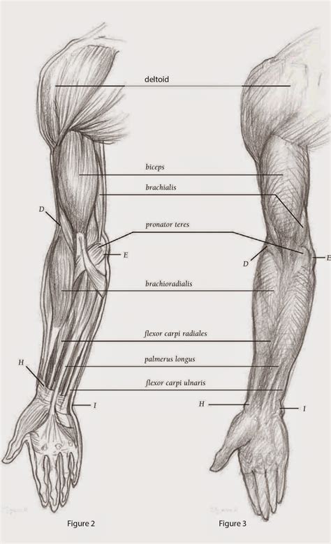 Basics for a male face as viewed from the side in my particular style. Drawings: DEPICTING THE ARM FRONT VIEW