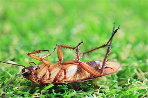 Get a free quote today! 5 Simple Ways to Get Rid of Roaches - Arrow Termite & Pest ...