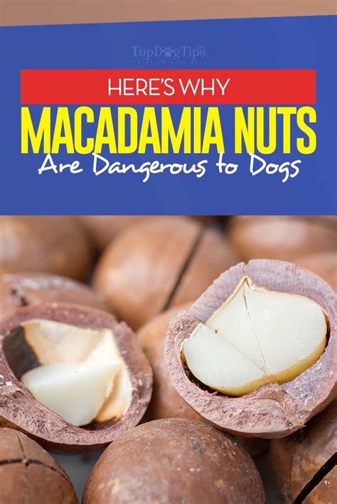 The quick answer is, yes, cats can eat tuna safely. Can Dogs Eat Macadamia Nuts? | Can dogs eat, Dog eating, Eat