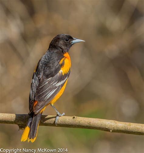 Juvenile blackheaded grosbeaks and a pair of female bullock's orioles stop by for a grape jelly treat. male oriole NMcKown | Welcome to NancyBirdPhotography.com