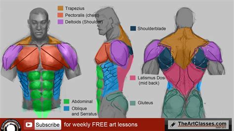 Maybe you would like to learn more about one of these? Chest Muscles Anatomy Drawing / Human Anatomy Fundamentals ...