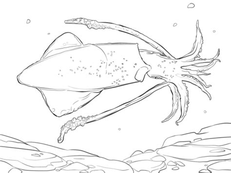 Drucken sie die kostenlosen vorlagen für ihr kind aus und reichen ihm seine malstifte! Giant Squid Coloring Page at GetDrawings | Free download