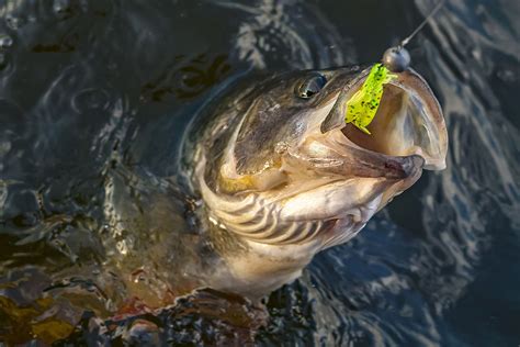 Lake Conroe Fishing Report - February 2020 - Dock Line ...