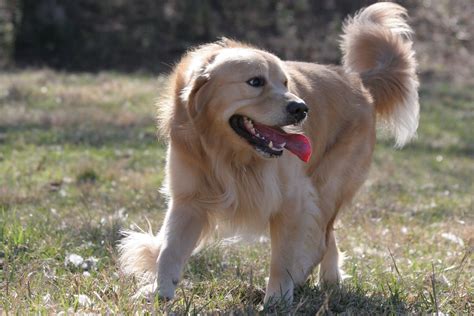 Senior 'teddy' is available for adoption! 02/2015 Houston Ranch | Retriever puppy, Golden retriever, Dogs golden retriever