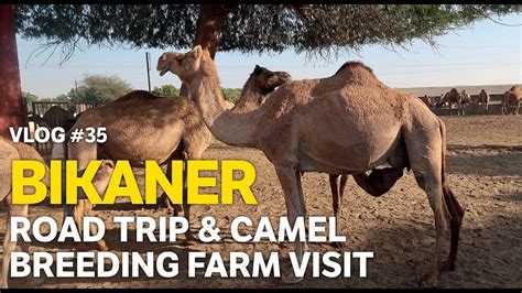 The farm extends over 2000 acres of semi arid land and is managed by the central government. Camel Breeding Australia