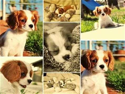 Havanese puppy for sale near ohio, mount vernon, usa. Puppies For Sale And Adoption In Ohio | Maltese, Havanese ...