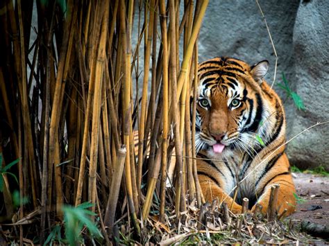 The houston zoo provides a fun, unique, and inspirational experience fostering appreciation, knowledge, and care for the natural world. 8 Texas virtual outdoor experiences to cure COVID-19 cabin ...