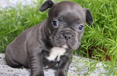 What a beautiful world it would be if. Beautiful blue French bulldog puppies FOR SALE ADOPTION ...