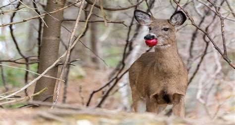 Many people wonder and think, do deer eat fruits?… well, they actually love feeding. Do Deer Eat Fruits (Bananas, Apple, Berries, Oranges ...