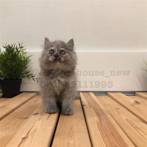 Kucing ini banyak diminati oleh pecinta hewan karena jenis kucing ini kucing yg kami jual merupakan hasil breeding sendiri dari indukan dan pejantan peaknose ekstrim semua satu indukan ped dan bapak non ped. Kucing Persia Flatnose Longhair