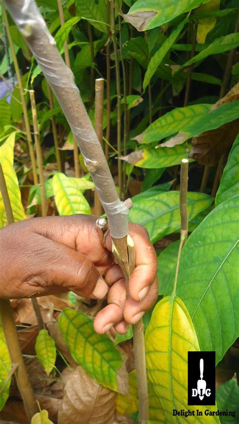 Peaches, almonds and apricots on japanese and european plums. D.I.G THIS!!!: A Lesson in Grafting