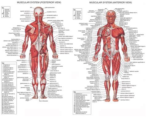 Atlas of human anatomy, 21st german edi. Muscle Map Of Human Body Muscle Map Human Body - Human ...