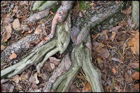 Root rot is a disease in which wet conditions in the plant's soil present the opportunity for harmful fungi to thrive. snake roots by FabioKeiner | ePHOTOzine