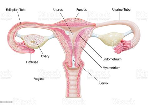 The body produces the hormone progesterone to make the lining of the uterus thicker to be receptive. Female Reproductive System With Image Diagram Stock Photo ...