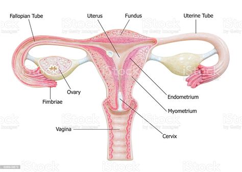 This article looks at female body parts and their functions, and it provides an interactive diagram. Female Reproductive System With Image Diagram Stock Photo ...