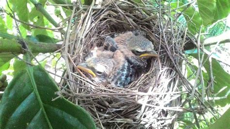 Sarang burung pintar atau burung brinyei yang penuh dengan hiasan. Menemukan sarang burung cendet liar dari telur sampai ...