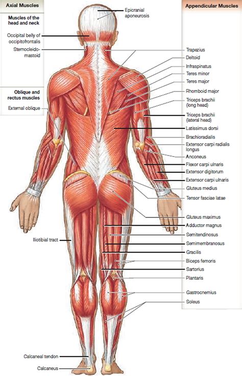 Muscles diagram front and back below you'll find several different muscles diagrams. Muscle Anatomy - Skeletal Muscles - Groin Muscles - Calf ...