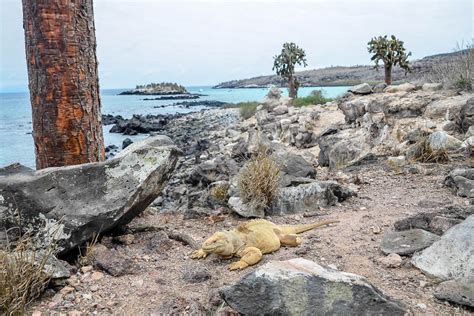 Domingo, 20 de junio de 2010. Santa Fe y el misterio de la iguana endémica