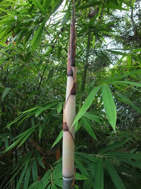 Malaysian bamboo society is a global organization to promote, increase and encourage the sharing of knowledge and. Schizostachyum grande, a native bamboo species from ...