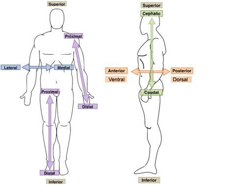 Right pdh is rarer than its counterpart. Blank Anatomical Position Diagram - dualokasi