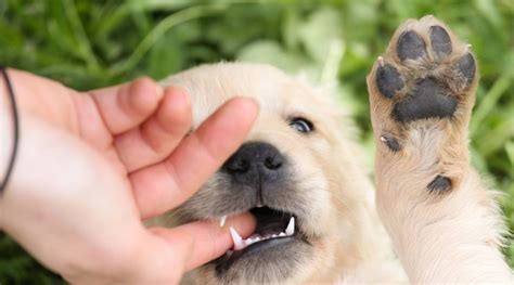 Training your puppy bite inhibition will stop any mouting or chewing behavior. How To Stop Puppy From Biting - Smarter Pup Training