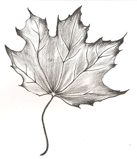 1) draw a rectangle that will define the conditional proportions and boundaries of the chosen drawing. leaf sketches - Google Search | Tree drawings pencil ...