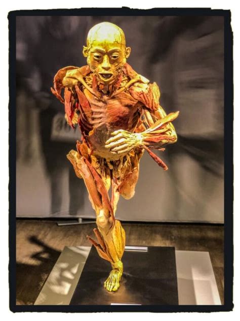 De expo in het hospitality center van het sportpaleis. Expo 'REAL BODIES' opent voor een ethousiast publiek ...