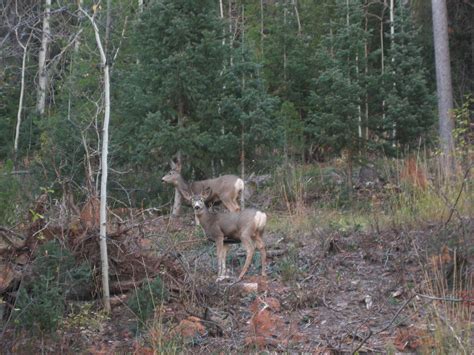 Secluded stream front property in weber canyon located at the end of beautiful weber canyon and near smith & morehouse reservoir, this charming 4 acre property offers year round access in close proximity to the uinta mountains. Heartland----A place that touches all hearts