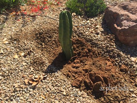 Mexican fence post cactus light tip: A New Cactus Cutting Finds a Home - Ramblings from a ...