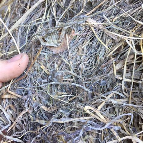 Für pferde ist das heu von diesen wiesen tödlich. Ist das Schimmel im Heu? (Pferde, Reiten, Landwirtschaft)