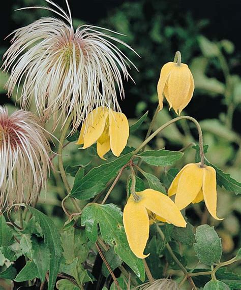 We did not find results for: Clematis Seeds: How to plant Clematis - Flowering Vine Seeds