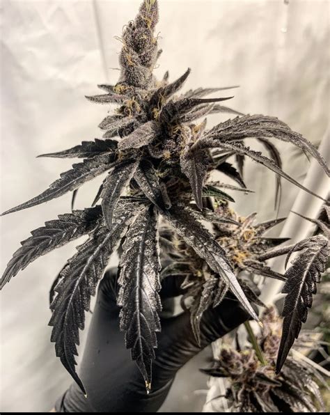 Whatever its origins, blue cookies has a sativa/indica ratio of between 10:90 and 30:70. Purple Marmalade from Solfire Gardens | strains.io ...