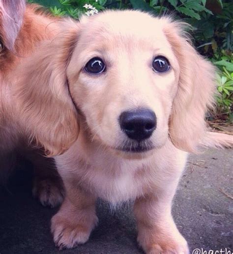 Both male and female dogs of this breed can grow up to 24 inches and weigh up to 60 pounds. Golden Retriever/Dachshund Mix (Fun size golden retriever ...